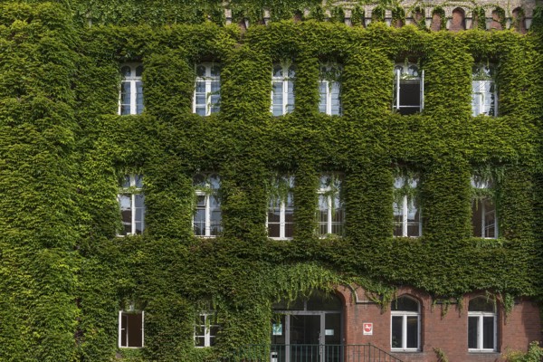 Facade of the district court overgrown with wild virginia creeper (Parthenocissus quinquefolia), Lüneburg, Lower Saxony, Germany, Europe