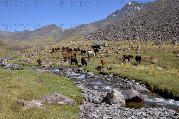 Horses on their summer pasture, West Karakol Valley, Tien Shan Mountains, Naryn region, Kyrgyzstan, Asia