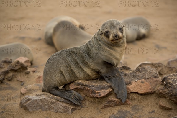 Cape fur seal (Arctocephalus pusillus), Cape Cross, Erongo Region, Namibia, Africa