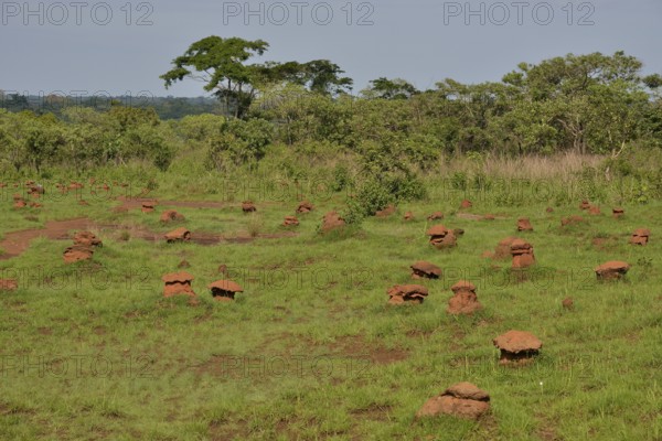 Mushroom-shaped termite mounds (Cubitermes fungifaber), Southwest, Cameroon, Africa