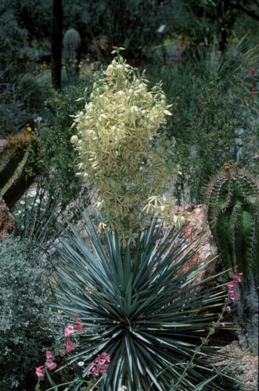 Blooming Blue Yucca (Yucca rigida), Arizona, USA, North America