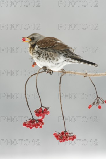 Fieldfare (Turdus pilaris) picking Common Snowball berries, Germany, Europe