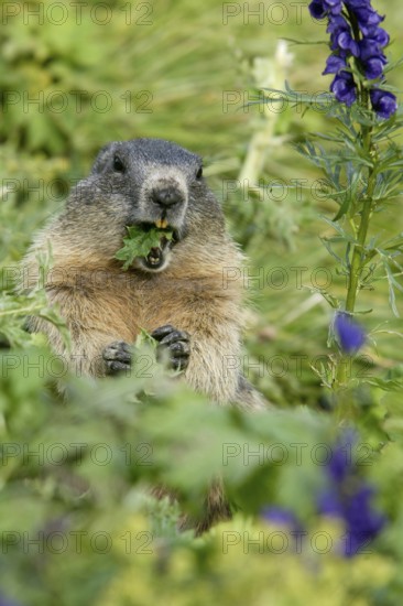 Alpine Marmot (Marmota marmota), Austria, Alpine Marmot, Großglockner, Hohe Tauern National Park, Alps, Alps, Austria, Europe