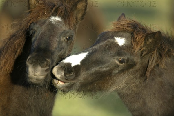 Icelandic ponies