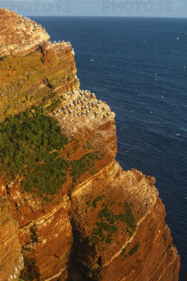 Northern gannet (Morus bassanus), Helgoland Cliff, Helgoland High Seas Island, North Sea, rock strata, geology, Schleswig-Holstein, Germany, Helgoland, Schleswig-Holstein, Germany, Europe