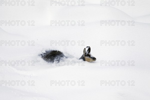 Chamois (Rupicapra rupicapra) foraging in deep powder snow in winter, Gran Paradiso National Park, Italian Alps, Italy, Europe