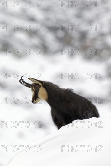 Chamois (Rupicapra rupicapra) in the snow in winter, Gran Paradiso National Park, Italian Alps, Italy, Europe