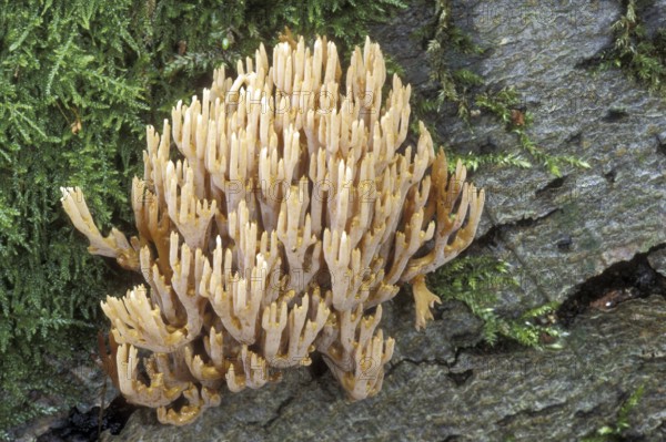 Upright coral, strict-branch coral (Ramaria stricta) growing on tree trunk