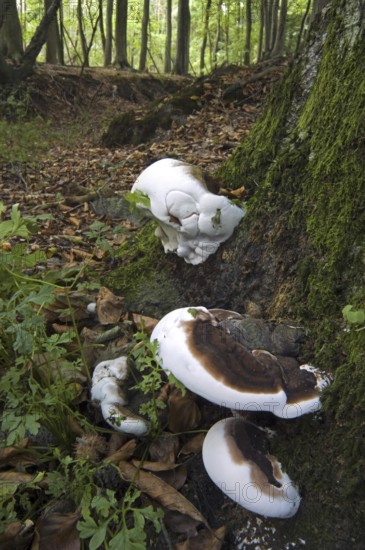 Artist's Bracket, Artist's Conk, Flacher Lackporling (Ganoderma applanatum) (Ganoderma lipsiense) (Boletus applanatus)