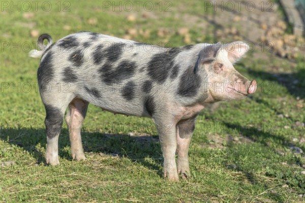 Dwarf pig in a pen in the spring. Alsace, France, Europe