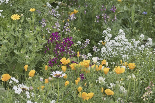 Flower meadow with California poppy (Eschscholzia californica), Emsland, Lower Saxony, Germany, Europe