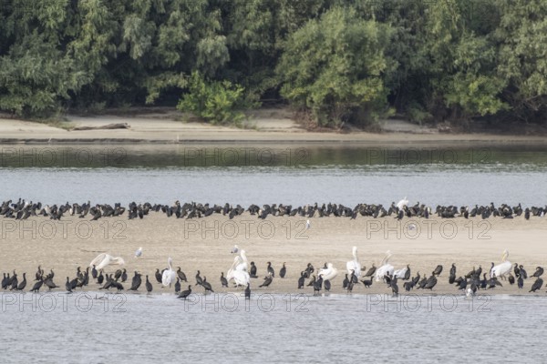 Dalmatian Pelicans (Pelecanus crispus) and great cormorant (Phalacrocorax carbo) on a sandbank in the Danube, Romania, Europe