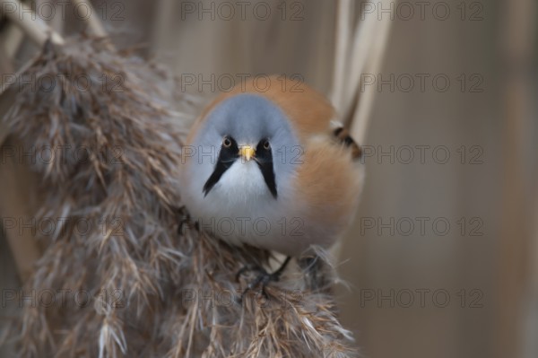 Bearded tit (Panurus biarmicus) or reedling adult male bird feeding on a Common reed seed head, Norfolk, England, United Kingdom, Europe