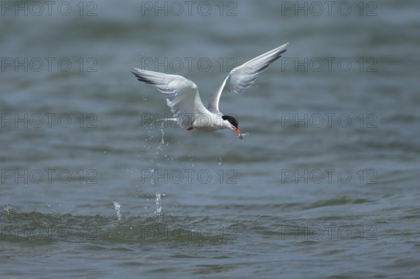 Common tern (Sterna hirundo) adult bird in flight with a fish in its beak, Suffolk, England, United Kingdom, Europe