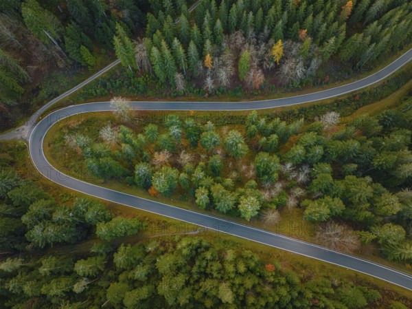 Road through the autumn forest, Black Forest, Germany, Europe