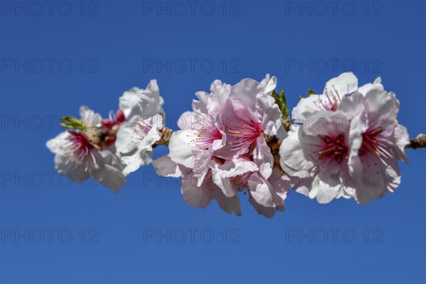 Almond blossom, Gimmeldingen, district of Neustadt an der Weinstraße, Rhineland-Palatinate, Germany, Europe