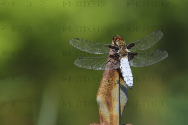 Broad-bodied chaser (Libellula depressa), male sitting on a fence spike in the garden, North Rhine-Westphalia, Germany, Europe