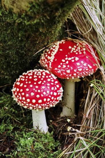 Fairytale toadstool (Amanita muscaria) in autumn in the forest, Saxony, Germany, Europe