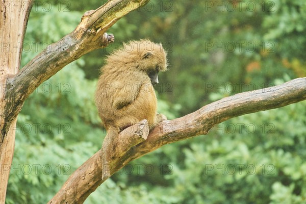 Guinea baboon (Papio papio) sitting on a tree, rainy, captive, Bavaria, Germany, Europe