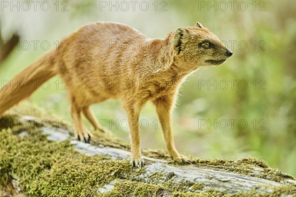 Yellow mongoose (Cynictis penicillata) standing on the ground, Bavaria, Germany, Europe