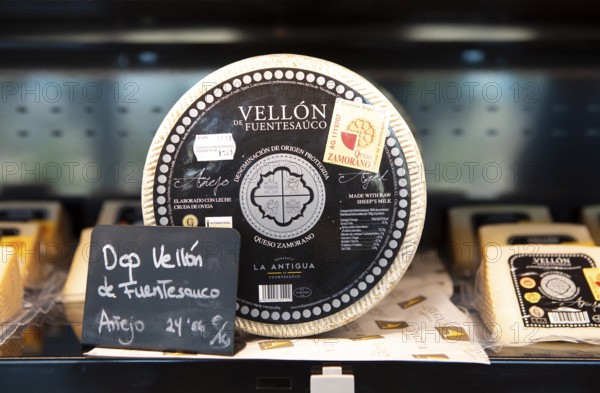 Typical Zamora cheese for sale in a cheese factory, Fuentesaúco, province of Zamora, Castile and Leon, Spain, Europe