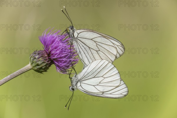 Black-Veined White butterflies (Aporia crataegi) mating in a natural meadow in spring. Bas Rhin, Alsace, France, Europe