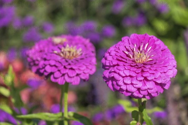 Zinnia (Zinnia), Rhineland-Palatinate, Germany, Europe