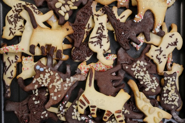 Swabian cuisine, Swabian Christmas biscuits, cookie cutters, shortbread biscuits, cat figures, painted with chocolate, typical Swabian, baking, Christmas bakery, sweet biscuits, Gutsle, Bredle, baked goods, from the oven, traditional cuisine, food photography, studio, Germany, Europe