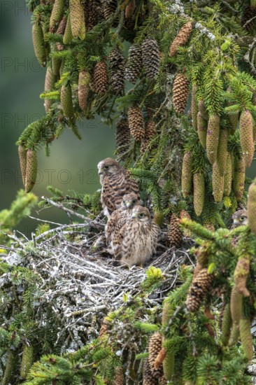 Common kestrel (Falco tinnunculus), young birds not yet ready to fly in the nest, Rhineland-Palatinate, Germany, Europe