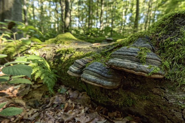 Dead common beeches (Fagus sylvatica), dead wood, moss, Tinder Fungus (Fomes fomentarius), beech forest, Hoherodskopf summit, Tertiary volcano, Schotten, Vogelsberg Volcanic Region nature park Park, Hesse, Germany, Europe