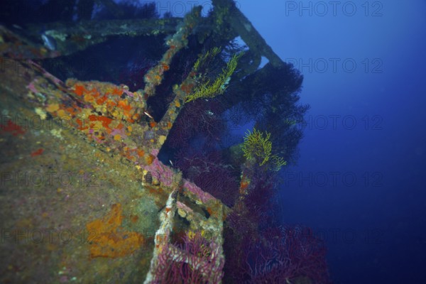 A shipwreck covered with colourful corals, Violescent sea-whip (Paramuricea clavata), in a deep blue underwater atmosphere, dive site Wreck le Donator, Giens Peninsula, Provence Alpes Côte d'Azur, France, Europe