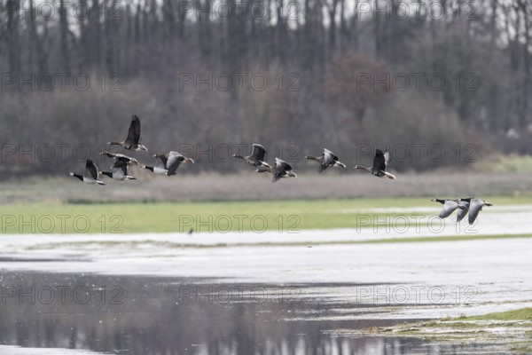 White-fronted Geese (Anser albifrons) and White-fronted Geese (Branta leucopsis), Emsland, Lower Saxony, Germany, Europe