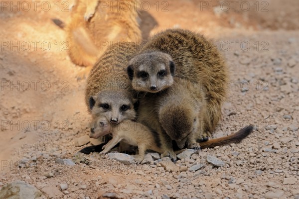 Tiger nut (Suricata suricatta), adult, group, three adults, juvenile, newborn, baby, social behaviour