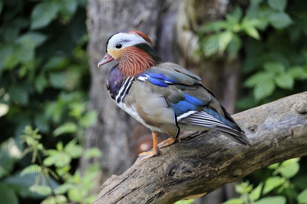 Mandarin duck (Aix galericulata), adult, male, on tree, Germany, Europe