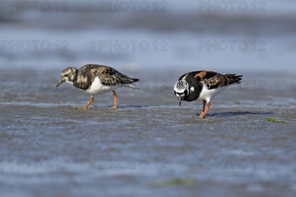 Turnstone (Arenaria interpres), foraging in the mudflats at low tide, Texel, North Holland, Netherlands