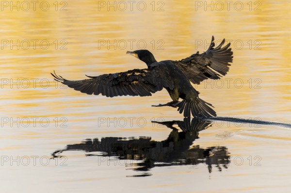 Bird landing on still water surface, wings spread wide, Cormorant, (Phalacrocorax carbo), wildlife, Germany, Europe