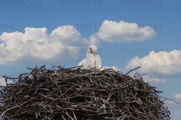 Young stork in the nest