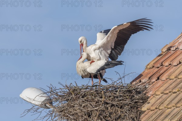 Mating white storks in courtship display (ciconia ciconia) on their nest in spring. Bas Rhin, Alsace, France, Europe