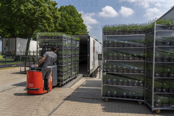 Horticultural company, lavender plants, in flower pots, outdoors, are packed for transport to the customer, North Rhine-Westphalia, Germany, Europe