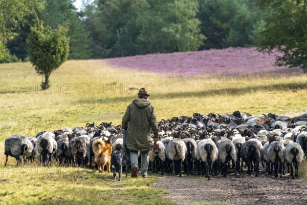 Heidschnucken herd, in the Höpener Heide, Schneverdingen, heather blossom of the broom heather, in the Lüneburg Heath nature reserve, Lower Saxony, Germany, Europe