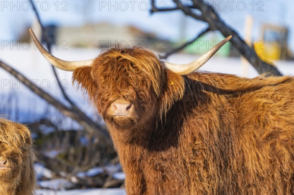 Highland cattle with shaggy fur and long horns in front of a wintry background, Seewald, Black Forest. Germany