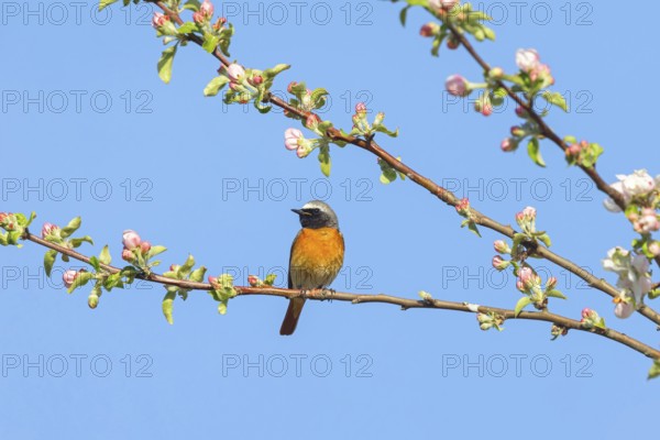 Redstart, (Phoenicurus phoenicurus), Hamm am Rhein, Worms district, Rhineland-Palatinate, Germany, Europe