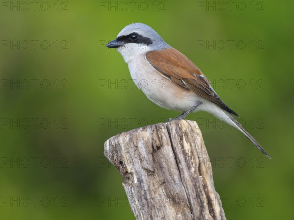 Red-backed shrike, red-backed shrike, thorn-backed shrike, family of shrikes, (Lanius collurio), male, Hockenheim, Baden-Württemberg, Germany, Europe