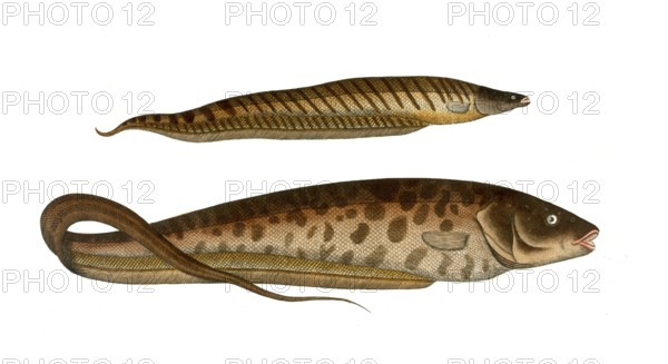 Fish, fish, below: Gymnotus carapo, the longtail. top: Gymnotus brachiurus, the short tail, Historical, digitally restored reproduction from a 19th century original, Record date not stated