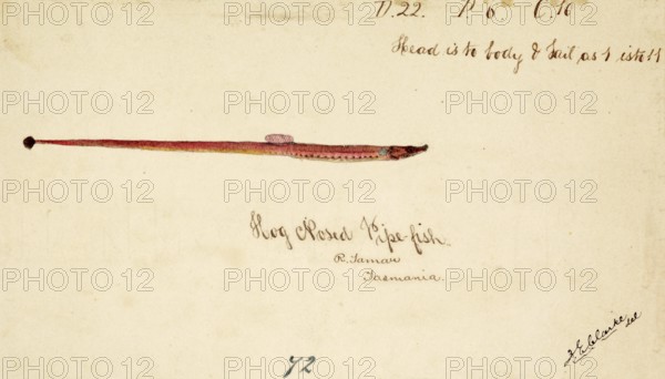 The Greater pipefish, Syngnathus acus, The greater pipefish, fish, reproduction of an original, by Frank Edward Clarke (b. 1849, d. 1899), ichthyologist and scientific draughtsman