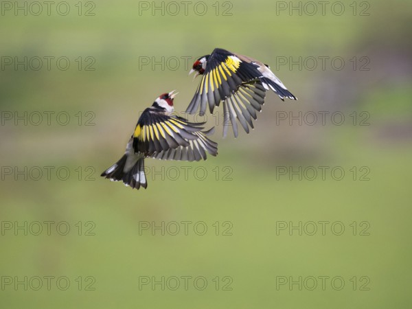 European Goldfinch (Carduelis carduelis), two adult male birds fighting and squabbling in flight, Hesse, Germany, Europe