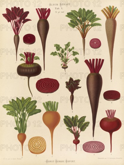 Vegetables, beetroot and turnips, after Ernst Samuel Benary (10 November 1819, 19 February 1893), Hessian horticulturalist, Historical, digitally restored reproduction from a 19th century original, Record date not stated