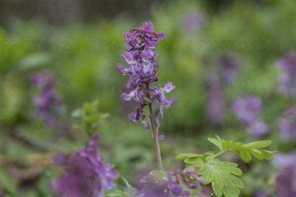 Hollow larkspur (Corydalis cava), Bad Iburg, Lower Saxony, Germany, Europe