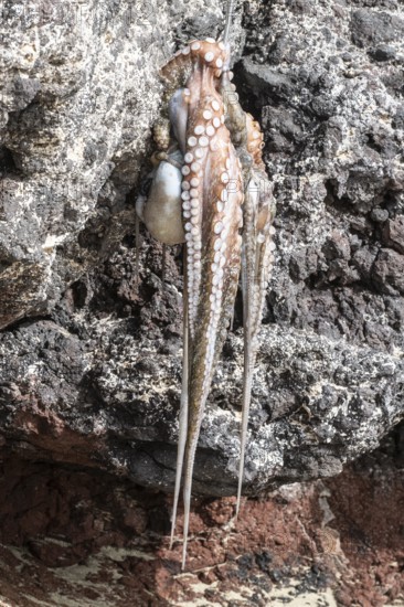 Caught octopus (Lanzarote, Canary Islands, Spain)