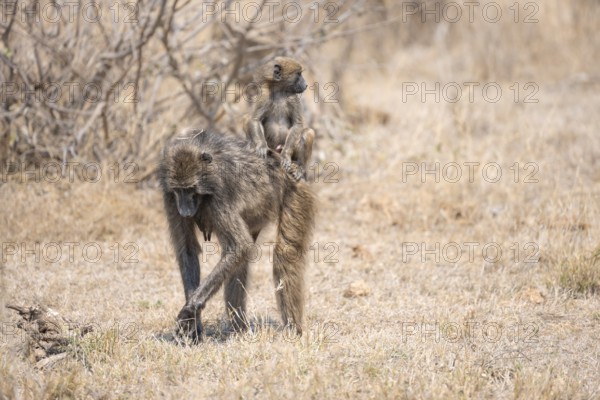 Chacma baboons (Papio ursinus), young sitting on the mother's back, foraging in dry grass, Kruger National Park, South Africa, Africa